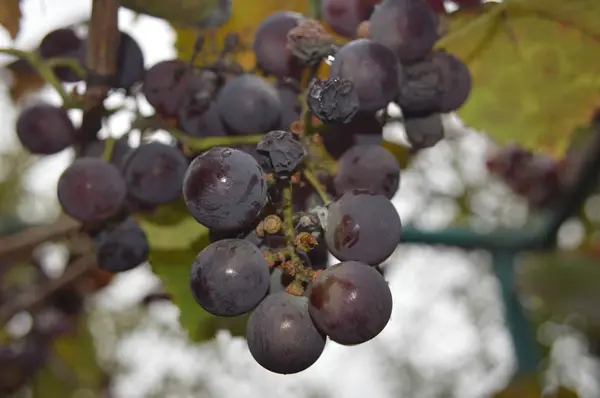 Weinbeeren wachsen in einem reifen Garten — Stockfoto