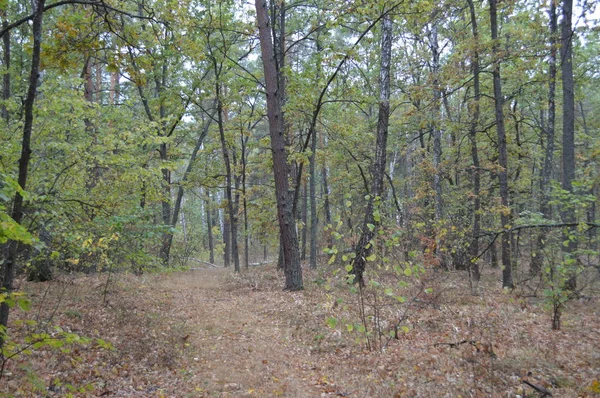 Bosque otoñal y árboles después de la lluvia — Foto de Stock