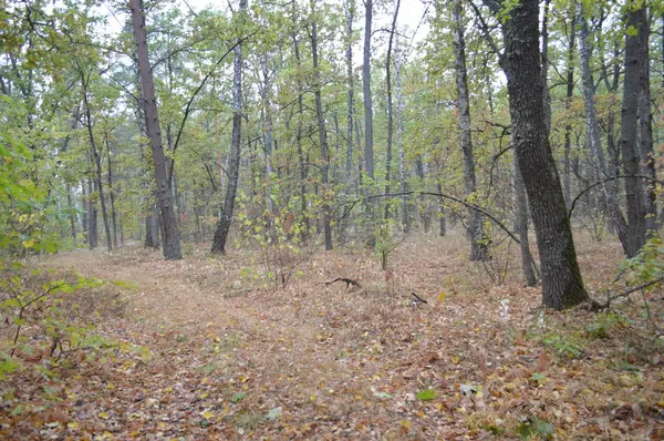 Herbstwald und Bäume nach Regen — Stockfoto