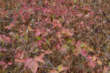 Orman sonbahar yaprakları ve çim doku