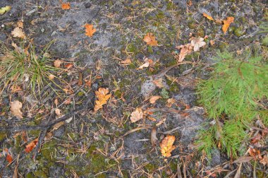 Orman sonbahar yaprakları ve çim doku