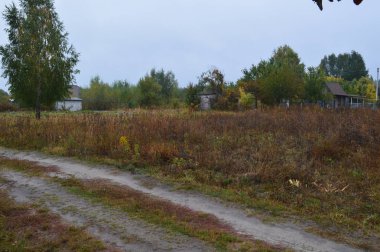 Çalılar ve ağaçların sonbahar orman renkleri