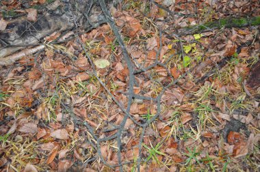 Orman sonbahar yaprakları ve çim doku