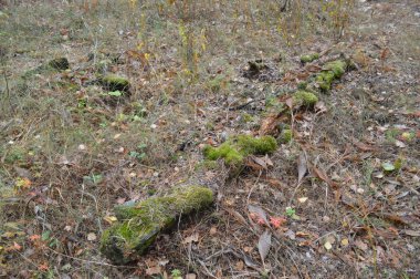 Orman kütükleri ve eski ağaçlar