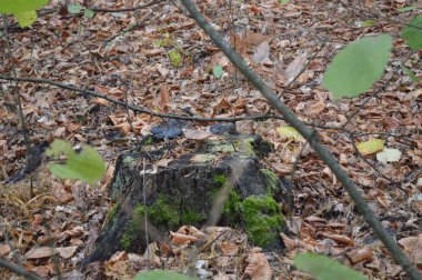 Orman kütükleri ve eski ağaçlar