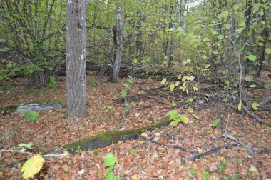 Orman kütükleri ve eski ağaçlar