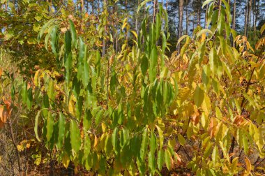 Ormanda çalılar ve sonbahar yaprakları