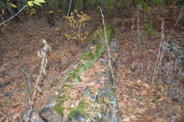 Orman kütükleri ve eski ağaçlar