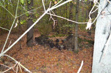 Orman kütükleri ve eski ağaçlar