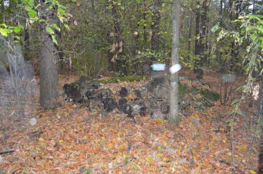 Orman kütükleri ve eski ağaçlar