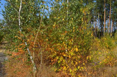 Ormanda çalılar ve sonbahar yaprakları