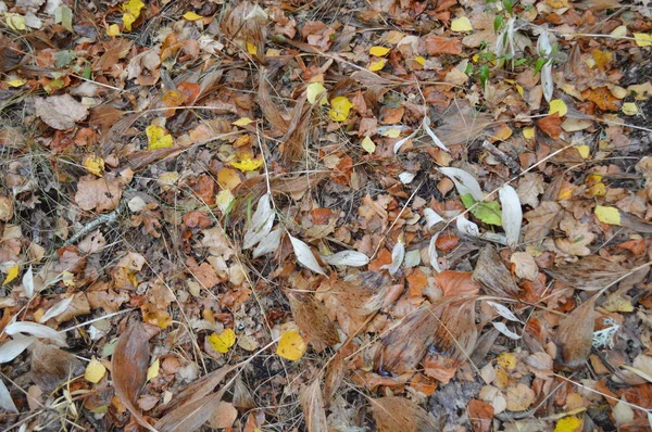 Foresta foglie autunnali e erba texture — Foto Stock