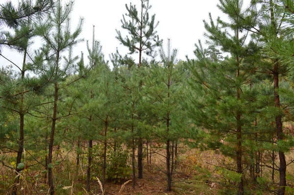 Осенний лес и деревья после дождя — стоковое фото
