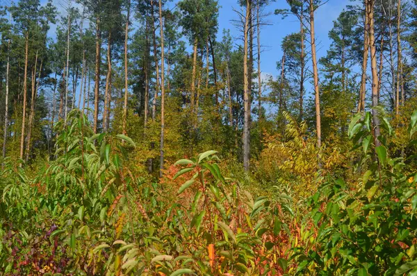 Arbustos e folhas de outono na floresta — Fotografia de Stock