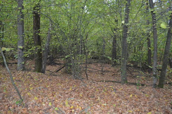 비가 내린 후의 가을 숲과 나무 — 스톡 사진