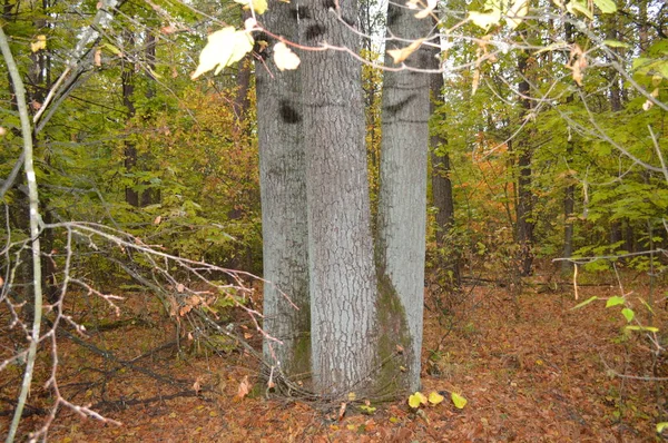 Bosque otoñal y árboles después de la lluvia —  Fotos de Stock