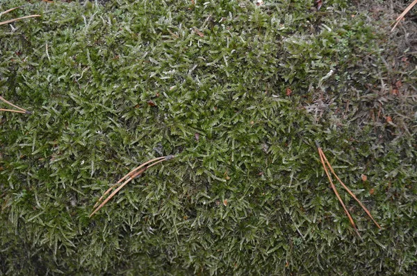 Bos herfst bladeren en gras textuur — Stockfoto