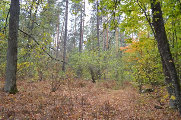 Yağmurdan sonra sonbahar ormanı ve ağaçlar — Stok fotoğraf