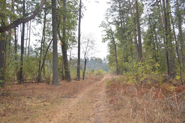 Autumn forest and trees after rain — Stock Photo, Image