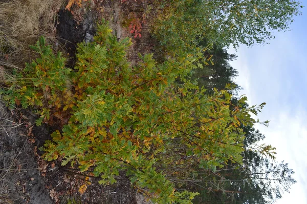 茂みや木々の秋の森の色 — ストック写真