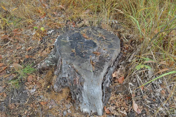 森林の切り株と古い木 — ストック写真