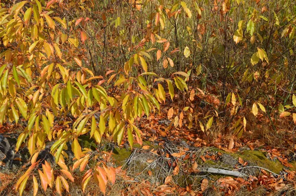 Sträucher und Herbstlaub im Wald — Stockfoto