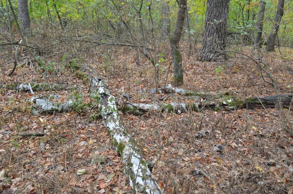 Baumstümpfe und alte Bäume — Stockfoto