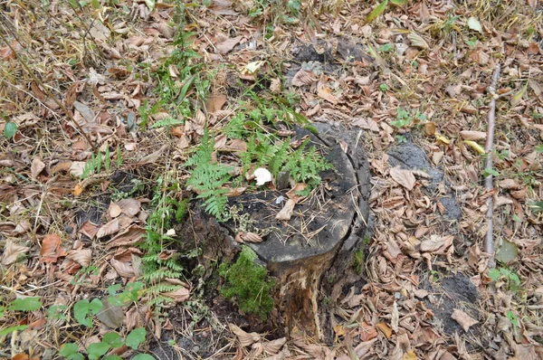 森林の切り株と古い木 — ストック写真