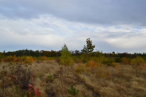 茂みや木々の秋の森の色 — ストック写真