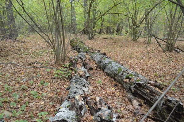 Bos stompen en oude bomen — Stockfoto