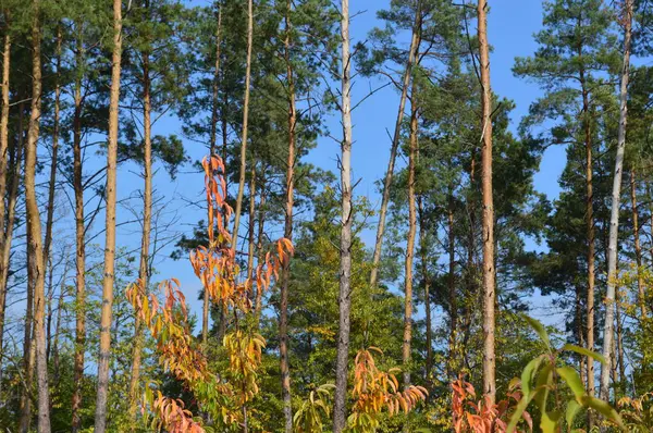 Arbustos e folhas de outono na floresta — Fotografia de Stock