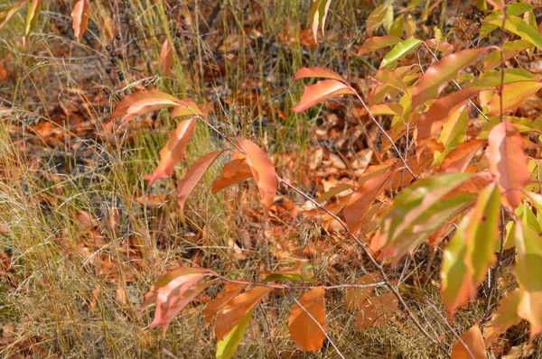 Krzewy i jesienne liście w lesie — Zdjęcie stockowe