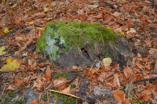 Trozos de bosque y árboles viejos —  Fotos de Stock