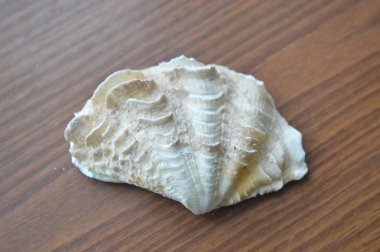 Deniz çakıl taşları ve kabukları yakın plan.