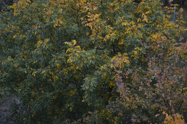 비가 내린 후의 가을 풍경 — 스톡 사진