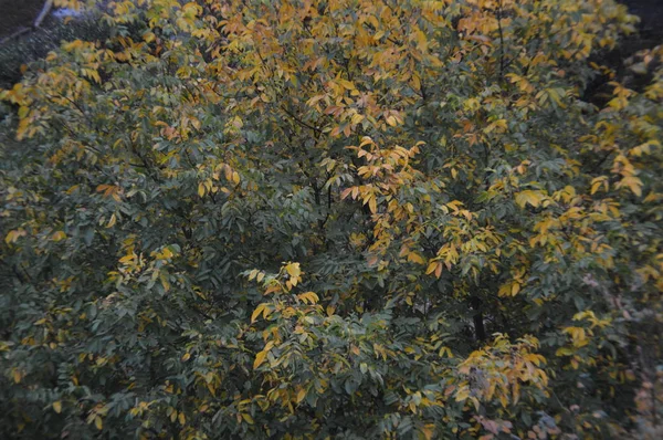 Paisagens de outono de árvores e folhas após a chuva — Fotografia de Stock