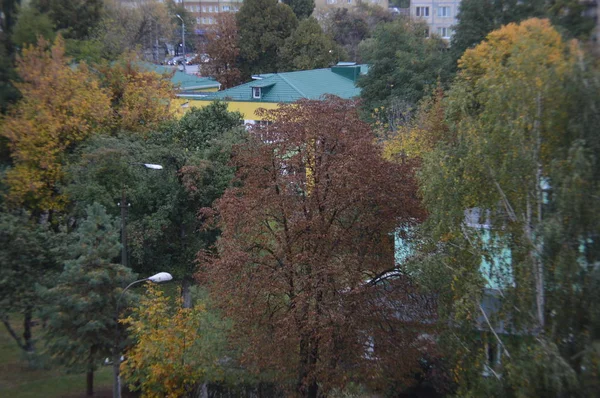 Paysages automnaux d'arbres et de feuilles après la pluie — Photo