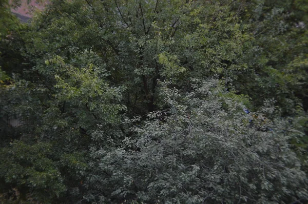 Paysages automnaux d'arbres et de feuilles après la pluie — Photo