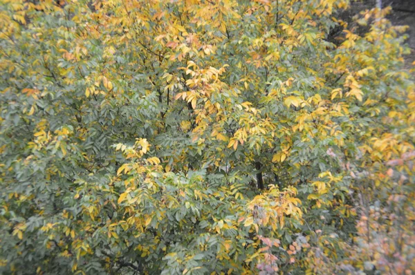 Осенние пейзажи деревьев и листьев после дождя — стоковое фото
