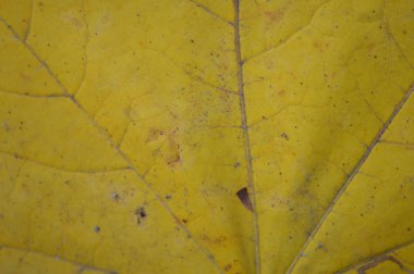 Farklı renklerdeki sonbahar yapraklarının dokusu