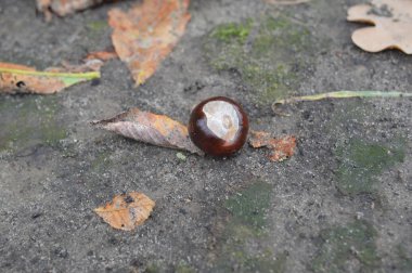 Sonbahar kestaneleri yakın planda parkın zemininde