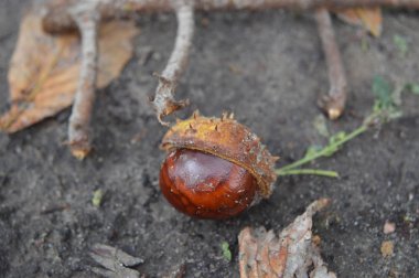 Sonbahar kestaneleri yakın planda parkın zemininde