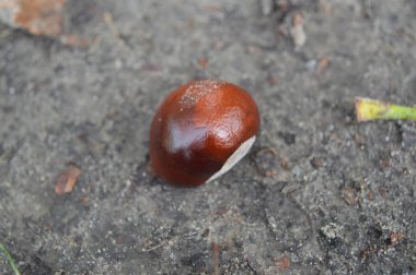 Sonbahar kestaneleri yakın planda parkın zemininde