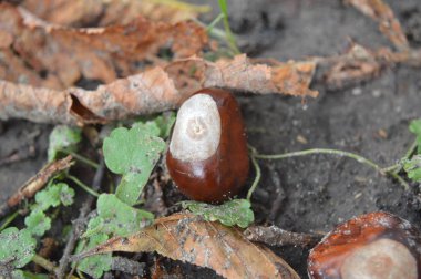 Sonbahar kestaneleri yakın planda parkın zemininde