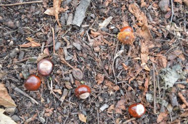 Sonbahar kestaneleri yakın planda parkın zemininde