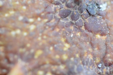 Sonbahar kestaneleri yakın planda parkın zemininde