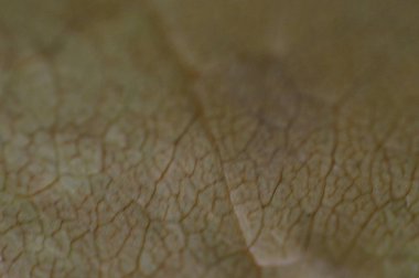 Farklı renklerdeki sonbahar yapraklarının dokusu