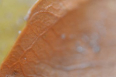 Farklı renklerdeki sonbahar yapraklarının dokusu