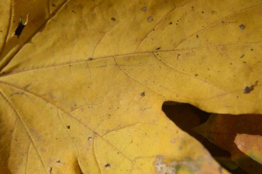 Farklı renklerdeki sonbahar yapraklarının dokusu