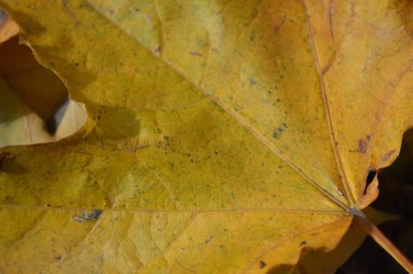 Farklı renklerdeki sonbahar yapraklarının dokusu